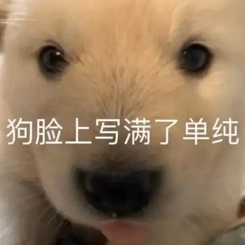 狗脸上写满了单纯奇怪的斗图表情包增加了斗图表情