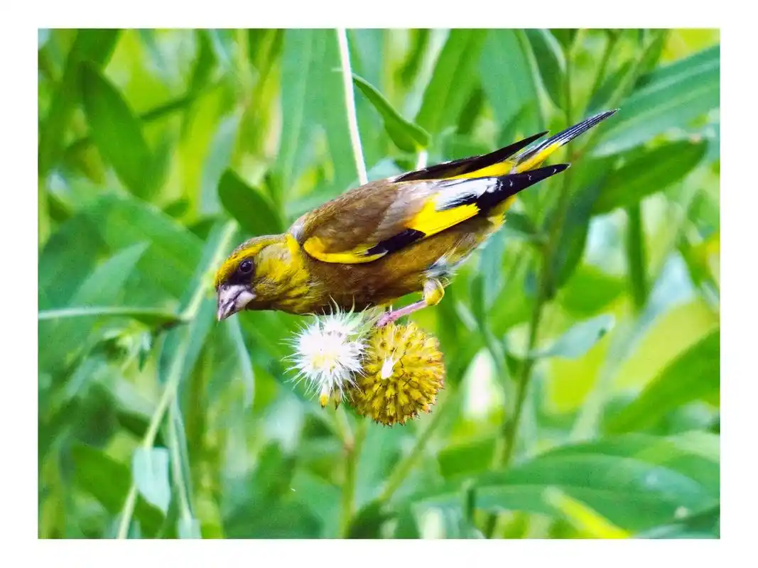 囯家保护动物金翅鸟 金翅雀是国家三级保护动物,国家三级保护动 - 抖