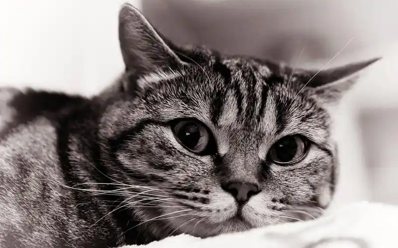 黑白猫咪萌宠可爱图片桌面壁纸高清大图预览1920x1200_动物壁纸下载