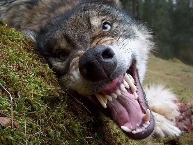 有谁能发一张狼的照片给我