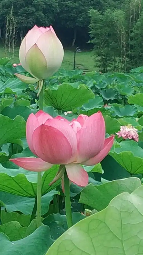 愿做菩萨那朵莲. - 荷花摄影 - 图虫