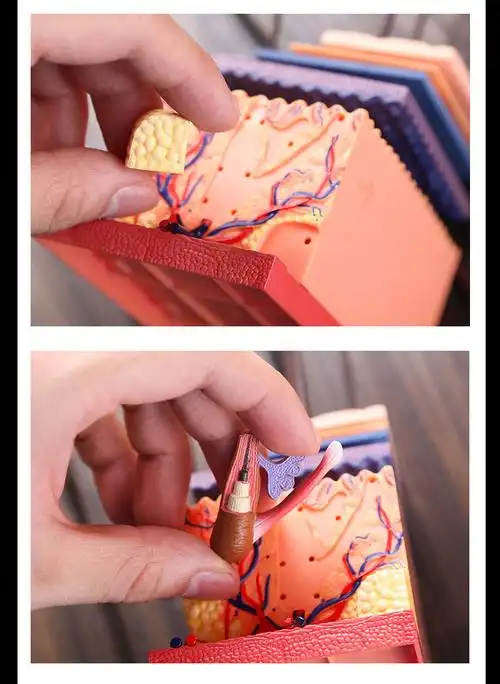 毛囊结构皮肤模型4dmaster人体皮肤模型毛囊结构组拼装模型美容医院