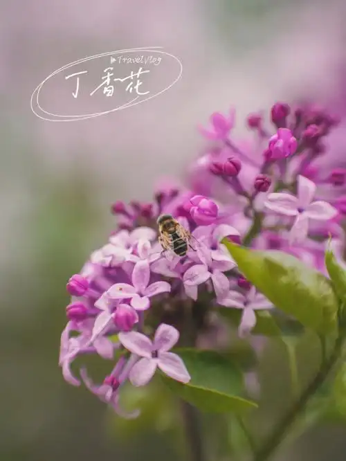 丁香属 syringa别名:丁香,丁香花,探春,香荚蒾丁香花的花语是纯真
