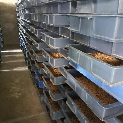 大麦虫蛋白虫养殖收购与批发本人养殖大麦虫蛋白虫