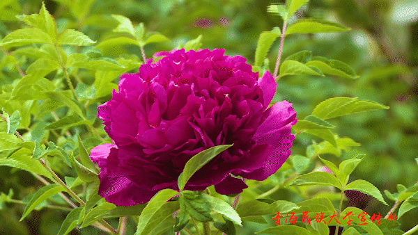 其它 民大的牡丹花开啦 写美篇五月,是灿烂的季节 五月,是牡丹花盛开