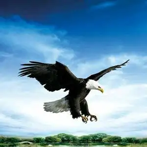 军营里飞出的鹰头像