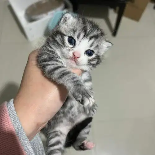 美短加白 #美短虎斑  #衡阳 #衡阳猫舍  美短