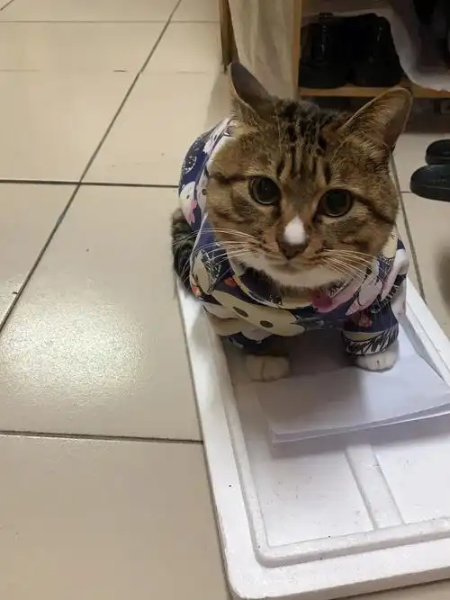 白鼻子猫