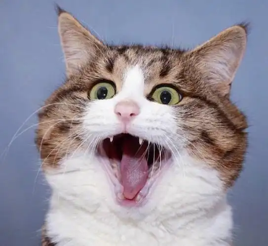 一分钟笑掉大牙的搞笑说说一个比一个调皮