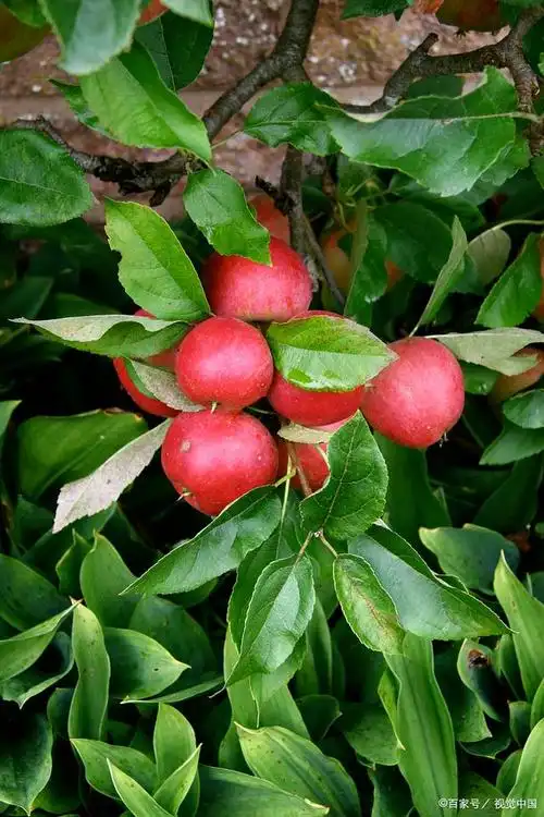 贵人果海棠养护全攻略,不只美丽,还能增加生活幸福感!