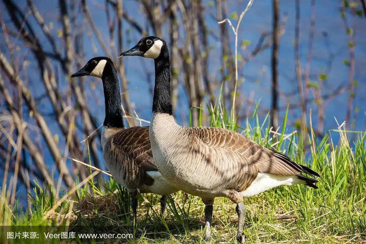 春天,加拿大黑雁,一对,自然,威斯康星