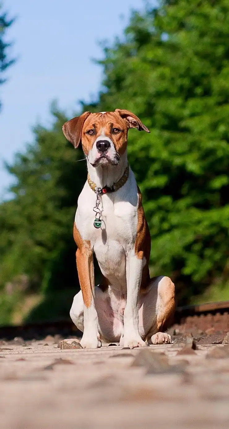 超萌可爱狗狗手机壁纸