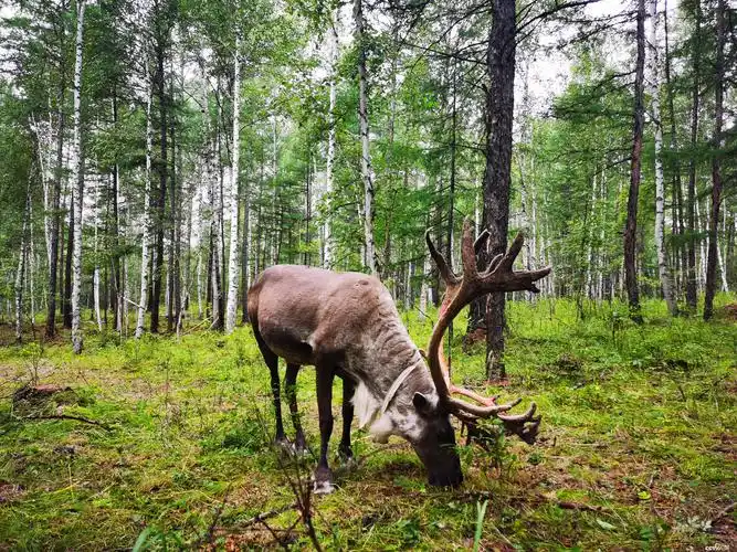 大兴安岭密林深处他与驯鹿朝夕相伴