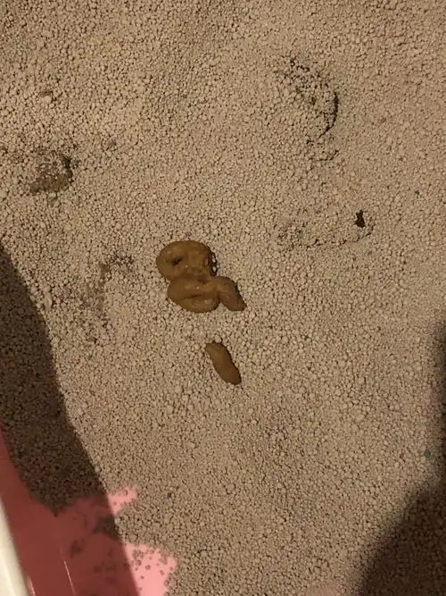 【讨论】这个猫屎正常吗