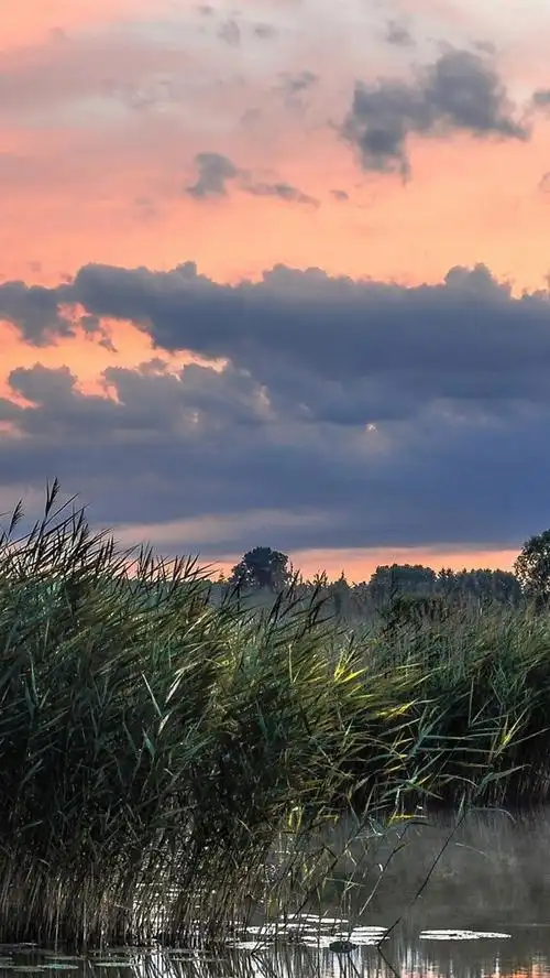 壁纸 自然风光,湖泊,芦苇,早晨,夏天 1920x1200 hd 高清壁纸, 图片