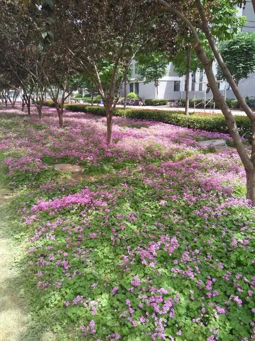 校园里的太阳花,月季花,还有不知名的花笑得那么灿烂.