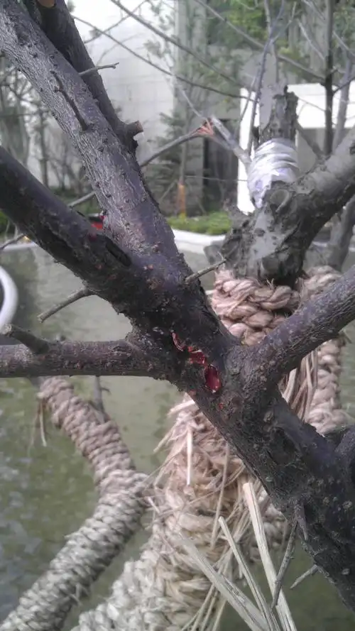 红梅枝枝上面有腐烂迹象~叶子开始脱落~应该采取上面样的措施