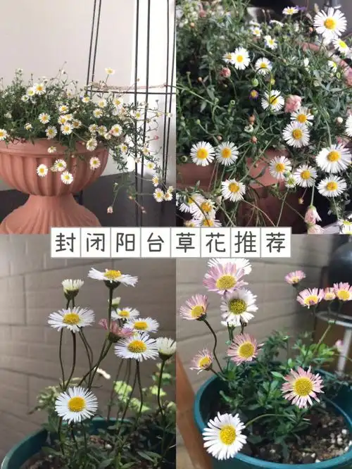 1年多养护实测,适合阳台的草花,墨西哥飞蓬