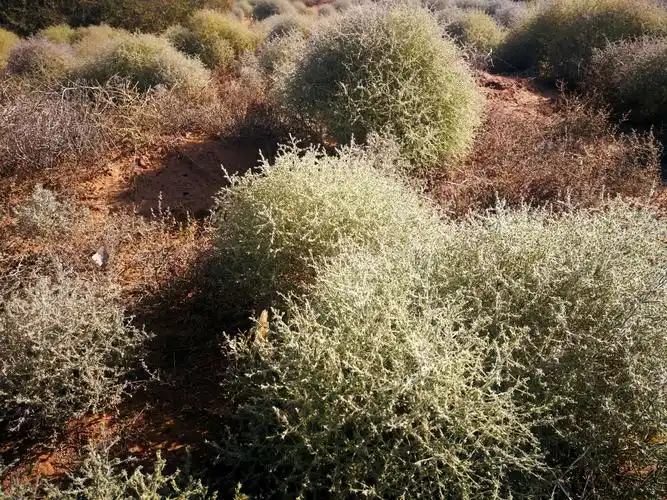 走在沙漠里,不经意看到一些奇异的植物,它们坚韧不拔,展示着一种美好