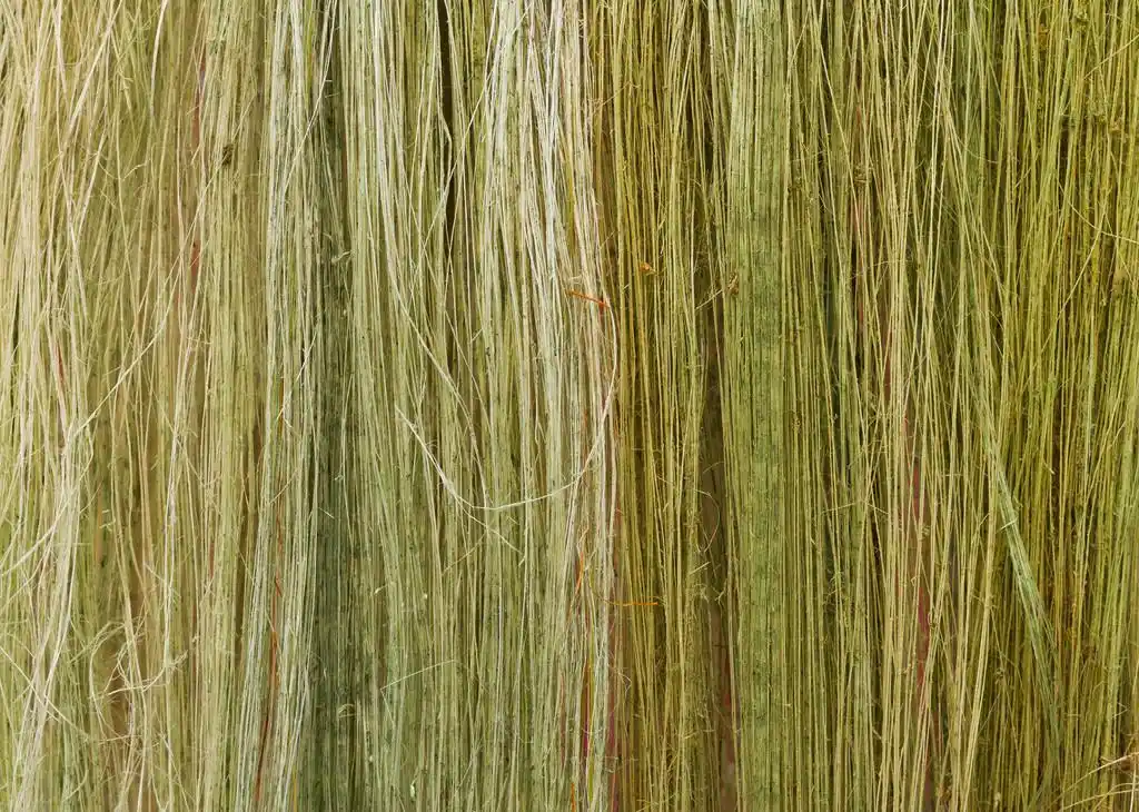 亚麻纤维,亚麻纤维质地有些仍然呈绿色和干燥.
