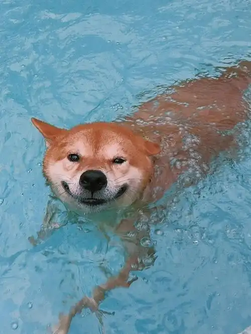 表情管理满分的小狗