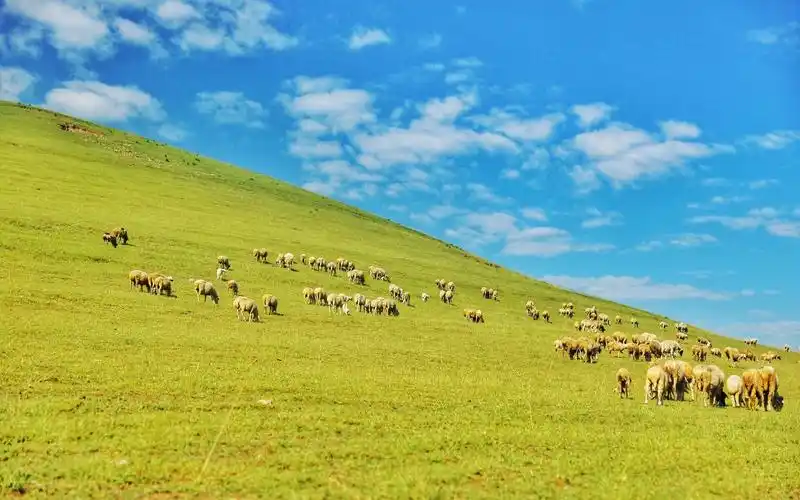 宽阔唯美青青草原绿色护眼桌面壁纸图片下载