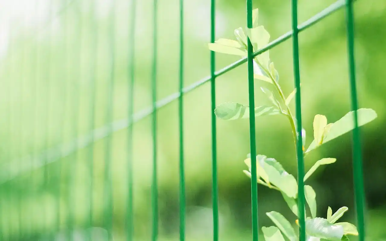 绿色护眼小清新植物图片电脑桌面壁纸