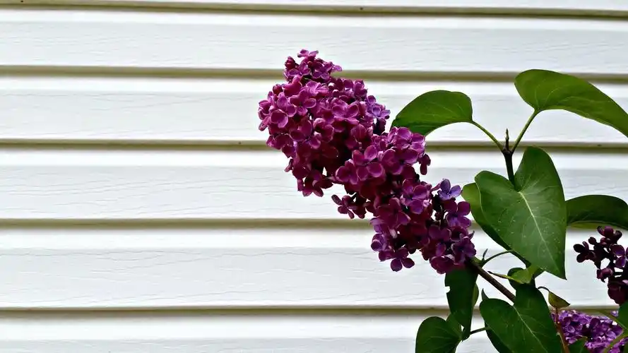 唯美丁香花小清新高清桌面壁纸