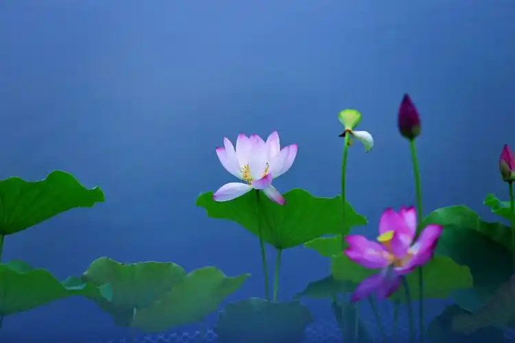 活在当夏 品味最美荷花古诗词