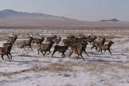 成群野生马鹿现身中蒙边境 为寒冬草原增添勃勃生机