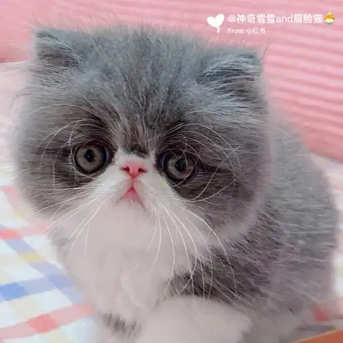 救命这个品种的蓝白波斯大家认为值多少