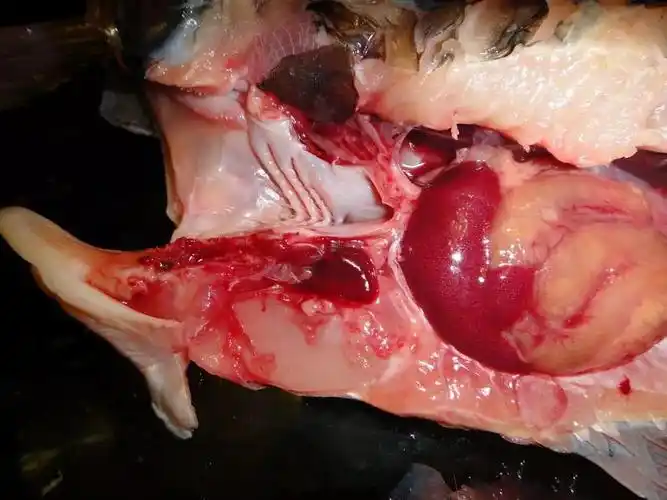 像拆零件那样解剖龙鱼你真没那么了解它画面血腥胆小勿点