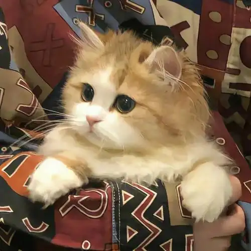 可爱小猫,互粉互赞!