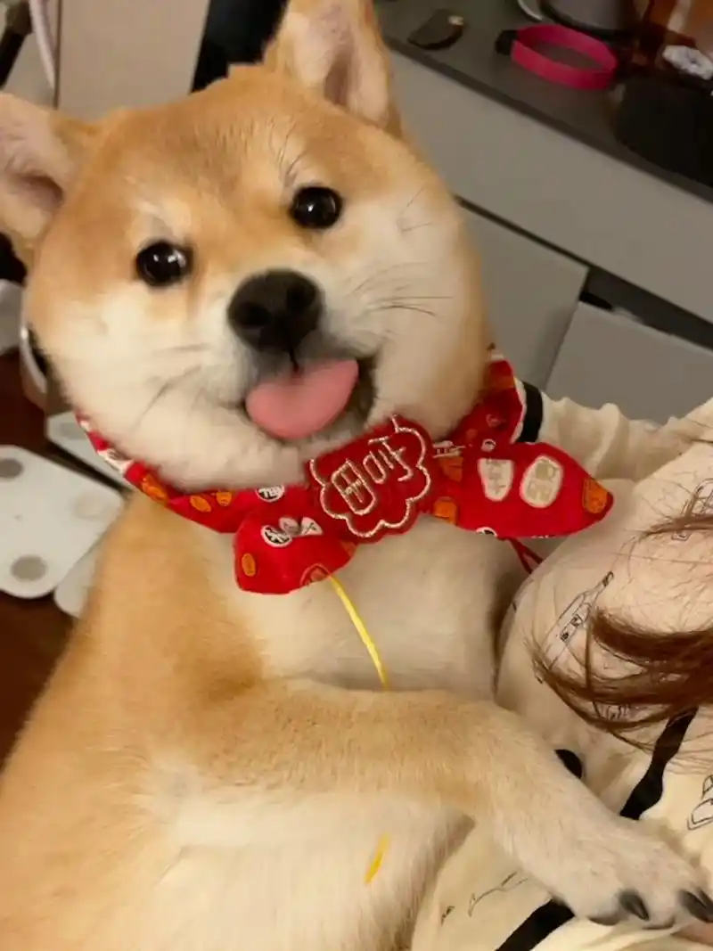 抱着跟小孩儿一样.#柴犬 #这个狗狗是懂撒娇的 #柴柴日常  - 抖音