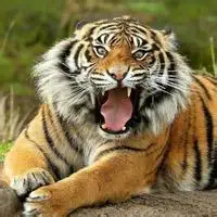 霸气微信老虎头像