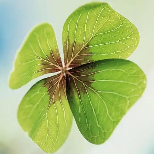 幸运四叶草头像微信