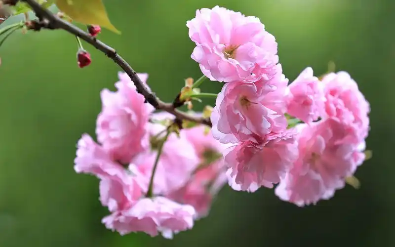 首页 桌面壁纸 植物壁纸 唯美盛开的粉色樱花图片电脑壁纸 (8/ 10)