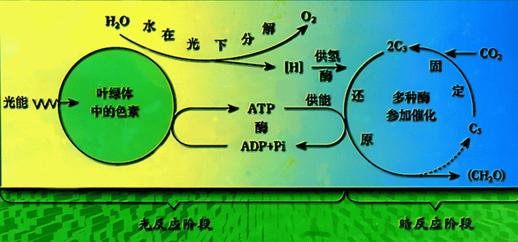 (2)暗反应需要光反应提供的物质是 和.(3)图中⑤是 阶段.反