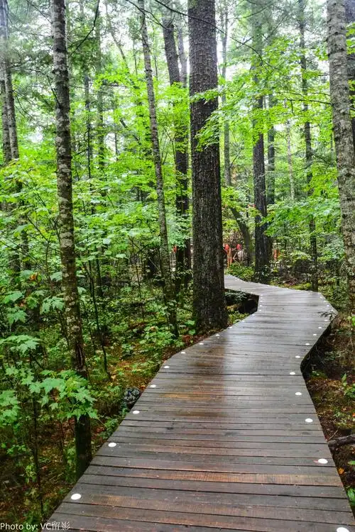 原始森林---长白山