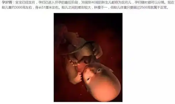 怀孕1-40周完整详细的胎儿发育过程图(彩色3d图)