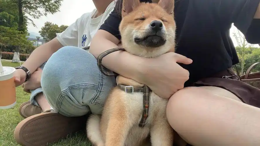 我的可爱小柴犬宝宝