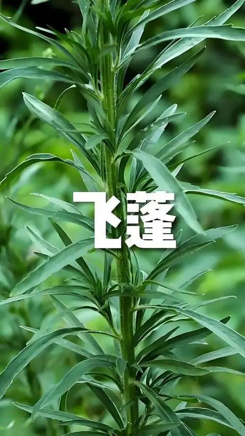 飞蓬草,你小时候剑斩飞蓬没有?