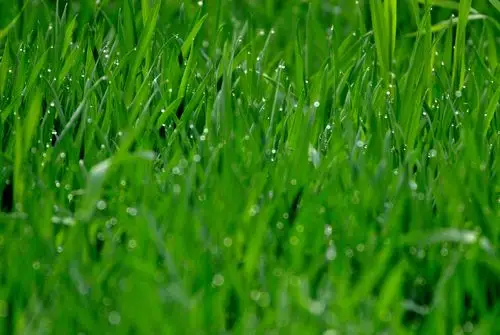 关中的麦苗陕西省西安市长安县土门峪