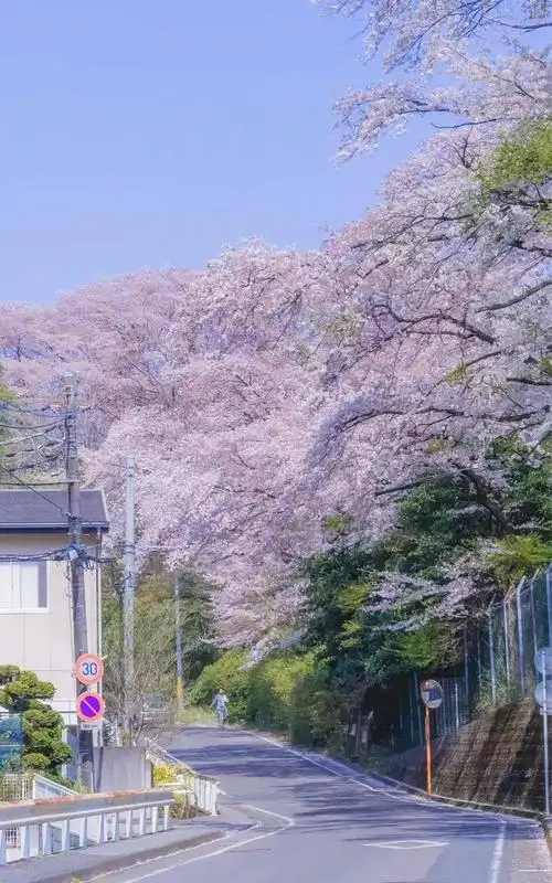壁纸好看且优质的小清新手机壁纸干净仙气是夏天的气息