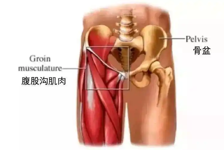 一组打开腹股沟的体式_大腿
