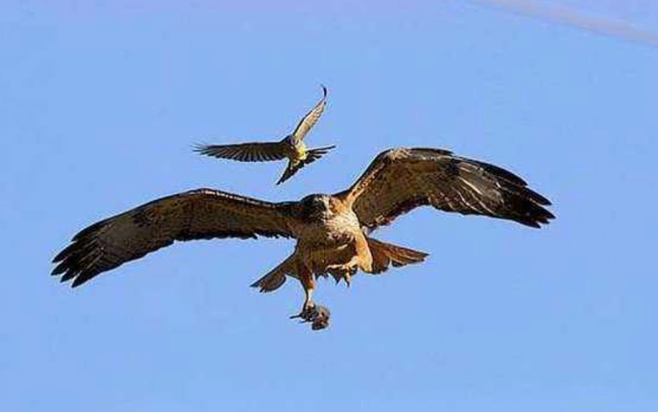 老鹰竟然也有天敌?遇到后根本无路可逃,网友:真是鸟不可貌相!