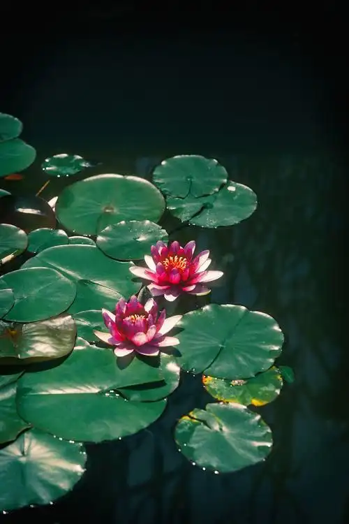 夏日池塘中闪闪发光的莲花