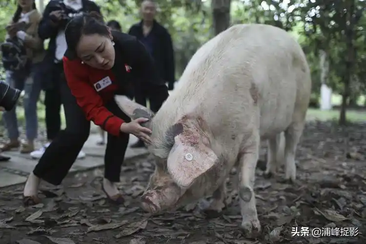 实拍三年前的猪坚强,汶川地震被埋36天,被救后住别墅有保姆