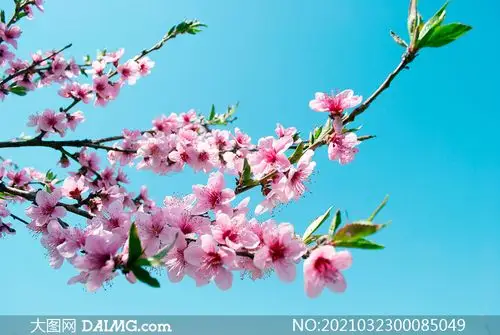 桃花树上盛开的桃花摄影图片_大图网图片素材