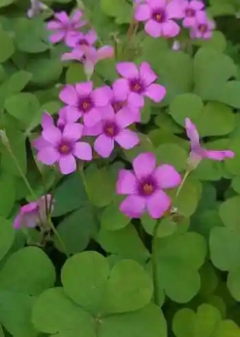 门口的四叶草开花了,开的太漂亮了,忍不住拍了下来!